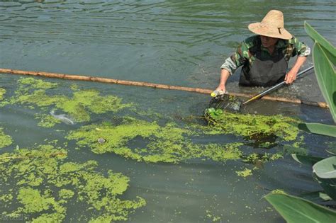 池塘養魚|魚塭